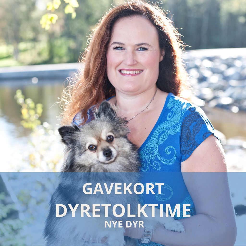 Gavekort dyretolktime