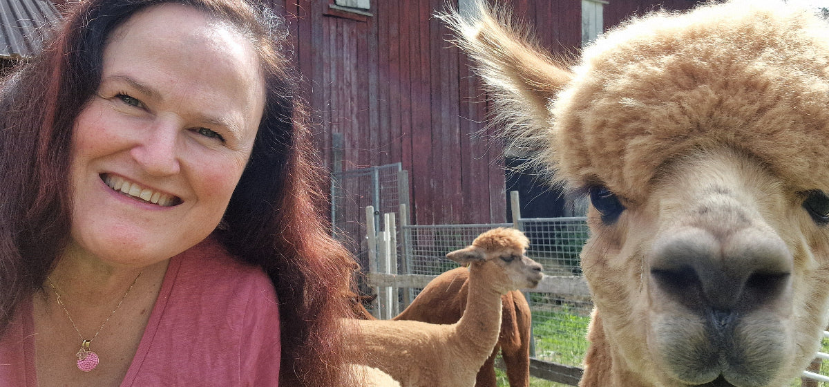 Minikurs med alpakkaene 12. september med Sissel og  Biljana