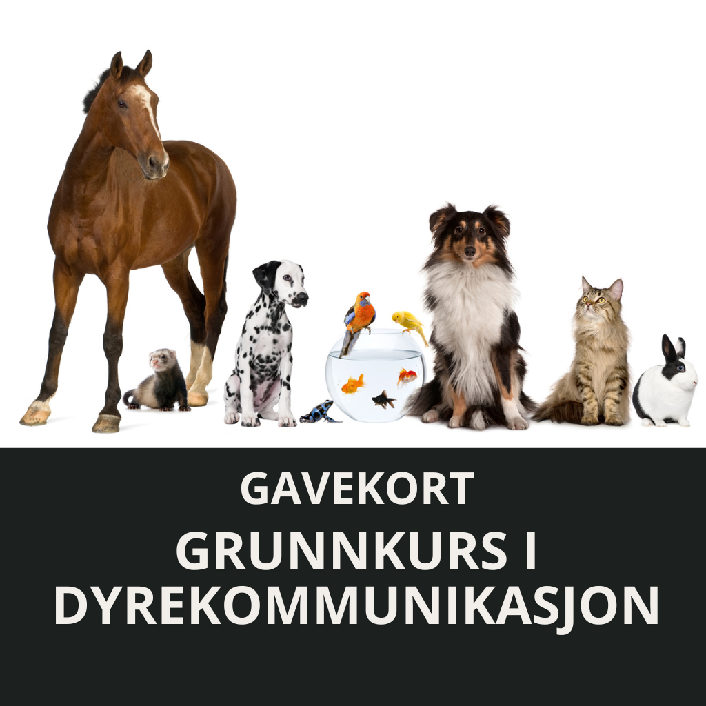 Gavekort: Grunnkurs i Dyrekommunikasjon