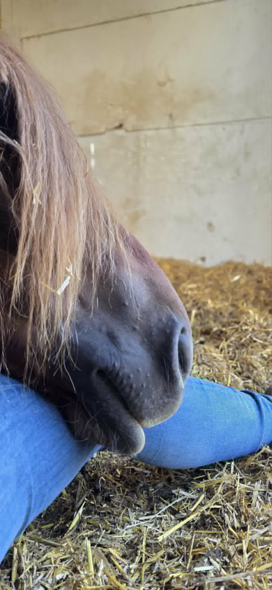 Kurs i healing og tilstedeværelse med hester